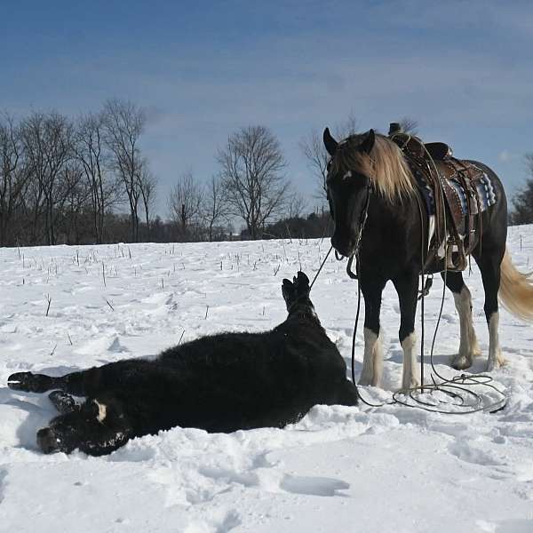 hitch-gypsy-vanner-horse
