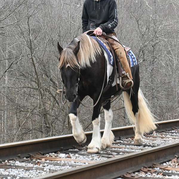 veterinarian-gypsy-vanner-horse