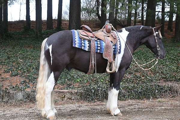 belle-gelding