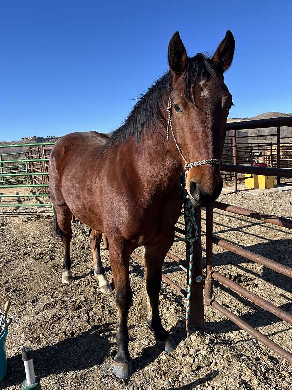 faint-star-two-hind-socks-horse