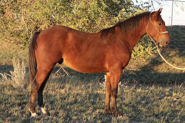 bay-faint-star-two-hind-socks-horse