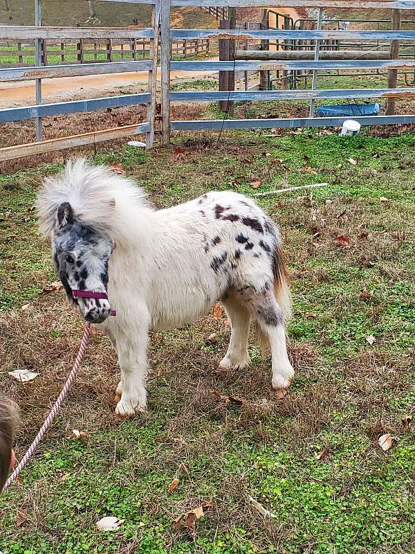 7-hand-miniature-colt