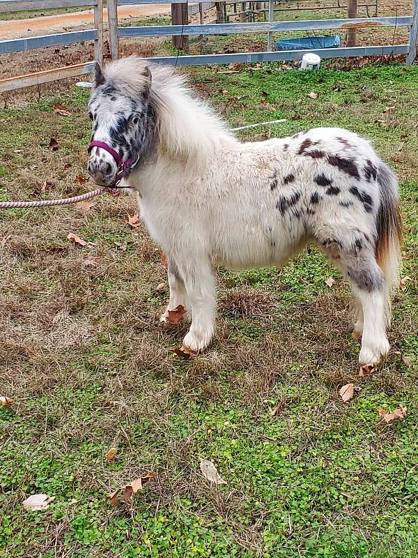 7-hand-miniature-horse