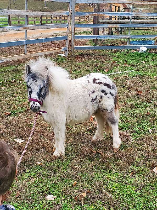 miniature-colt