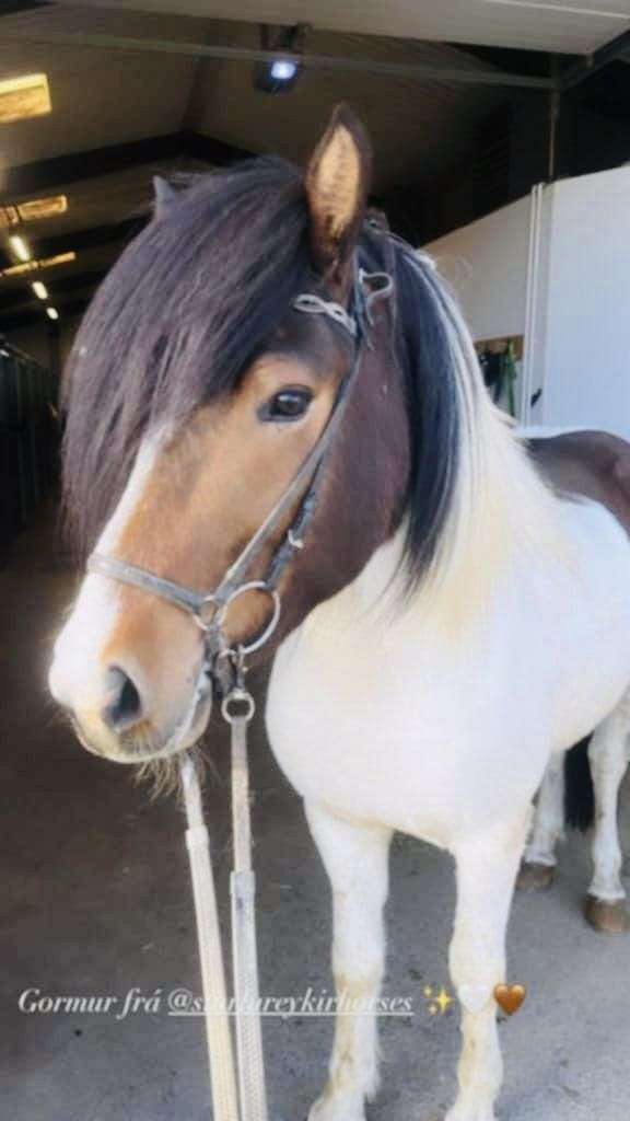 pinto-classical-horse