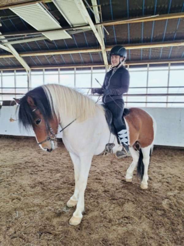 classical-icelandic-horse