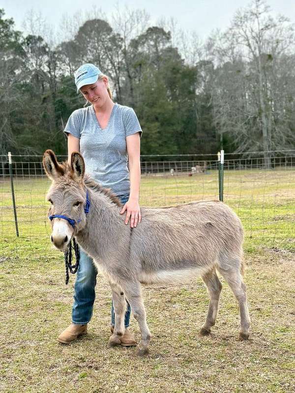 companion-donkey