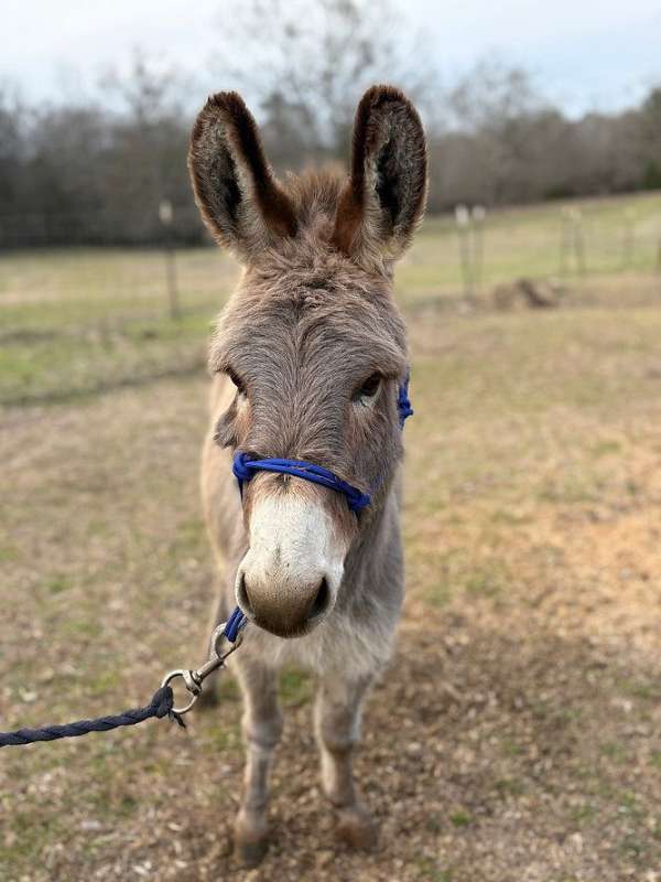 husband-safe-donkey