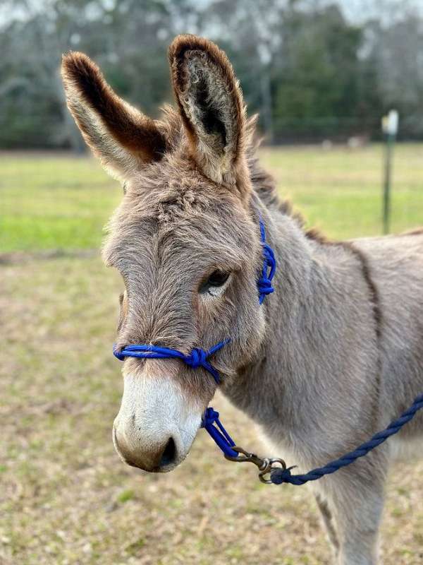 kid-safe-donkey