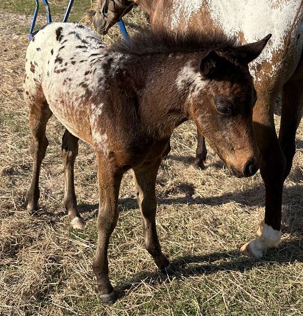 white-blanket-with-black-bay-spots-horse