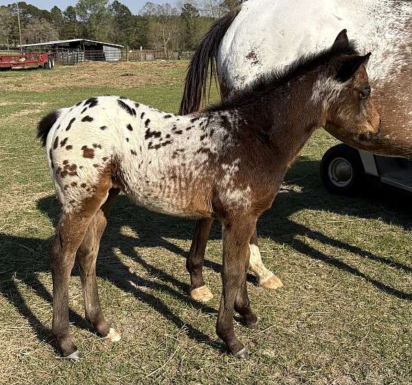 bay-white-blanket-with-black-spots-horse
