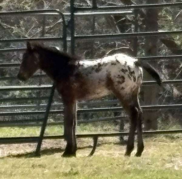 bay-blanketed-aphc-appaloosa-horse