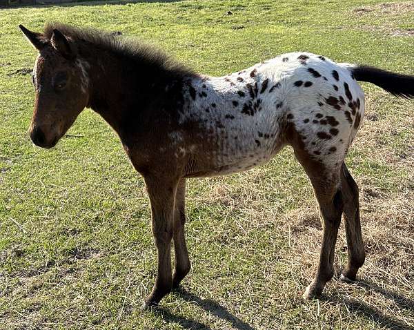 secretariat-appaloosa-horse