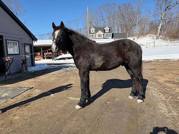 and-temperament-percheron-horse