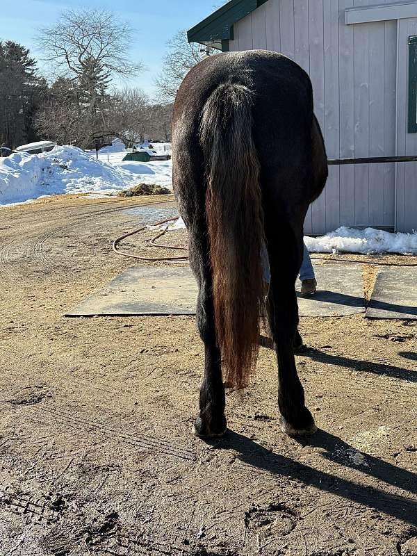 driving-prospect-percheron-horse