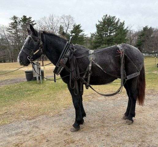 excellent-prospect-percheron-horse