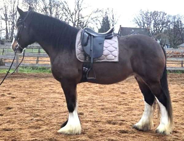 ranch-work-drum-horse