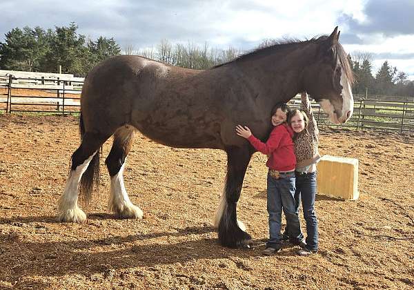 rodeo-drum-horse