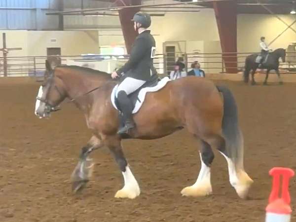 show-exper-drum-horse