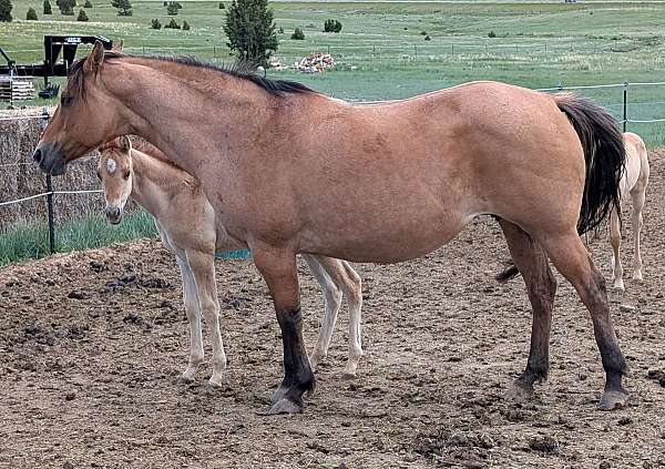 bay-roan-dun-horse