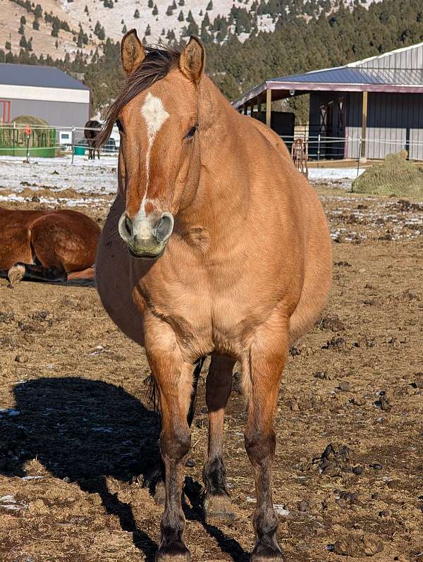 gold-mount-quarter-horse