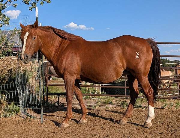 color-tested-mare