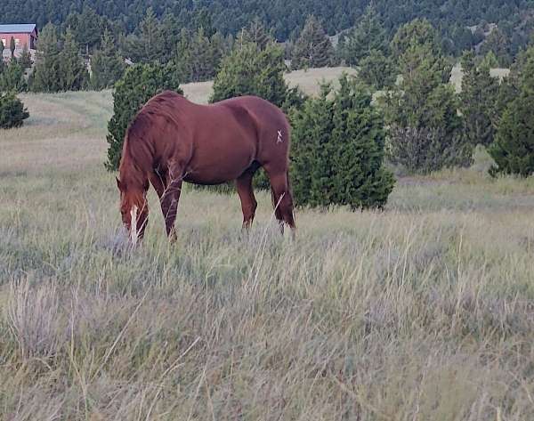 royal-king-mare