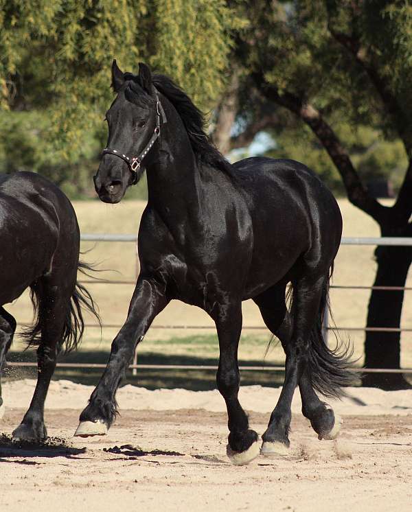 fantajjah-friesian-horse