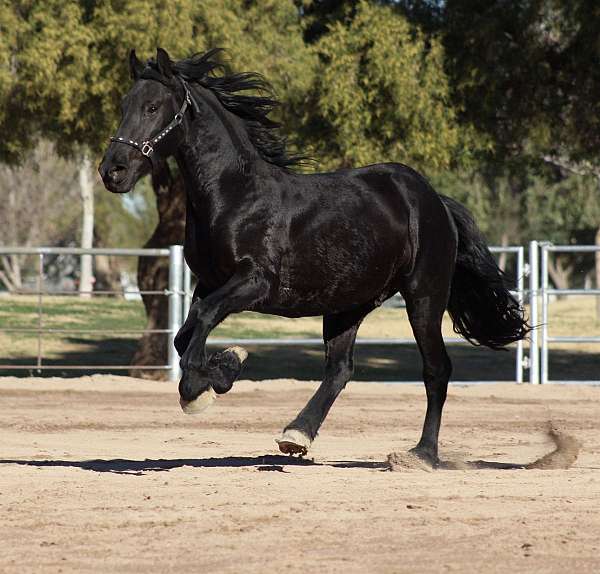arizona-friesian-horse