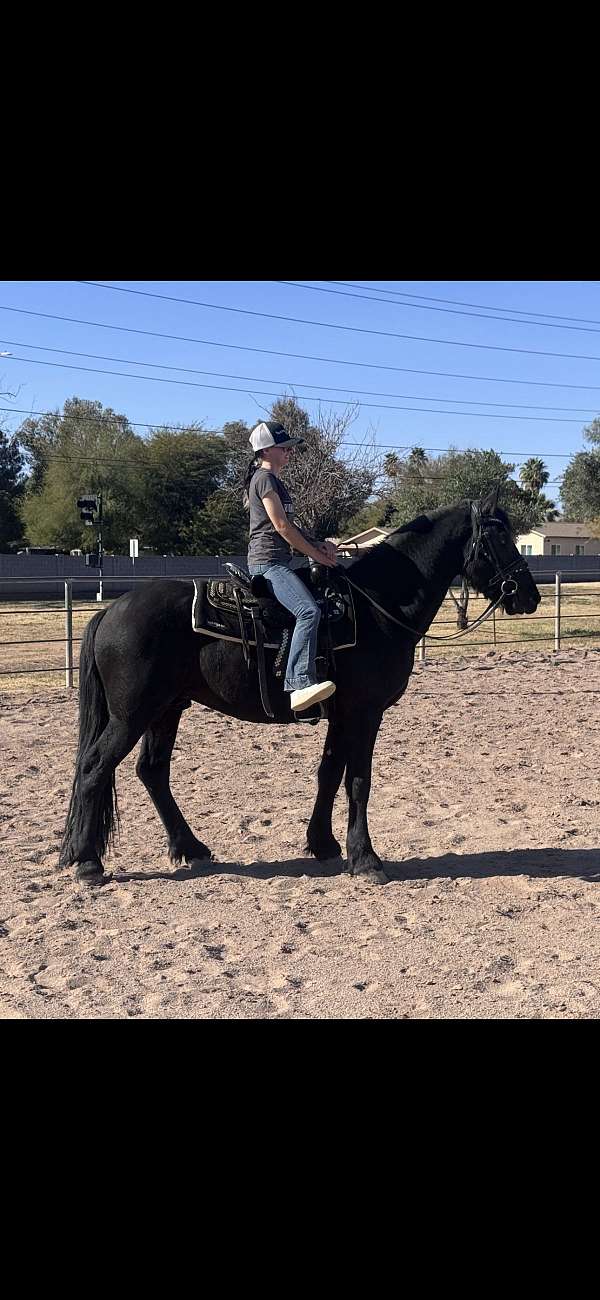 az-friesian-horse