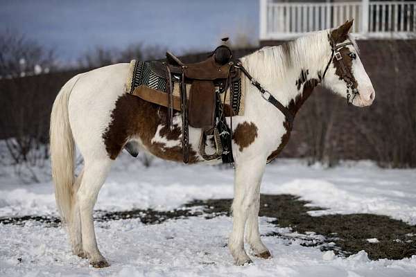 beginner-missouri-fox-trotter-horse
