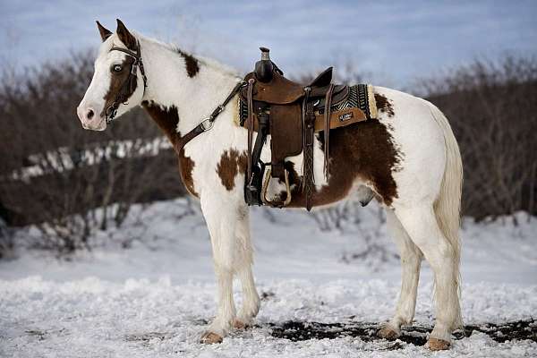 field-hunter-missouri-fox-trotter-horse