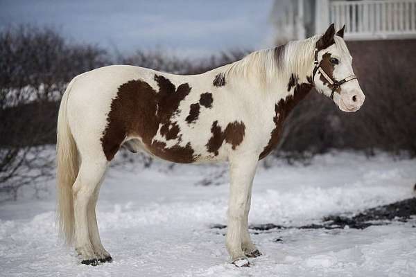 field-trial-missouri-fox-trotter-horse