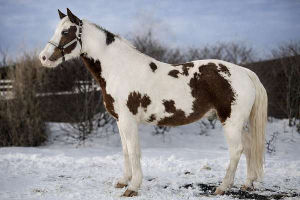 gaited-missouri-fox-trotter-horse