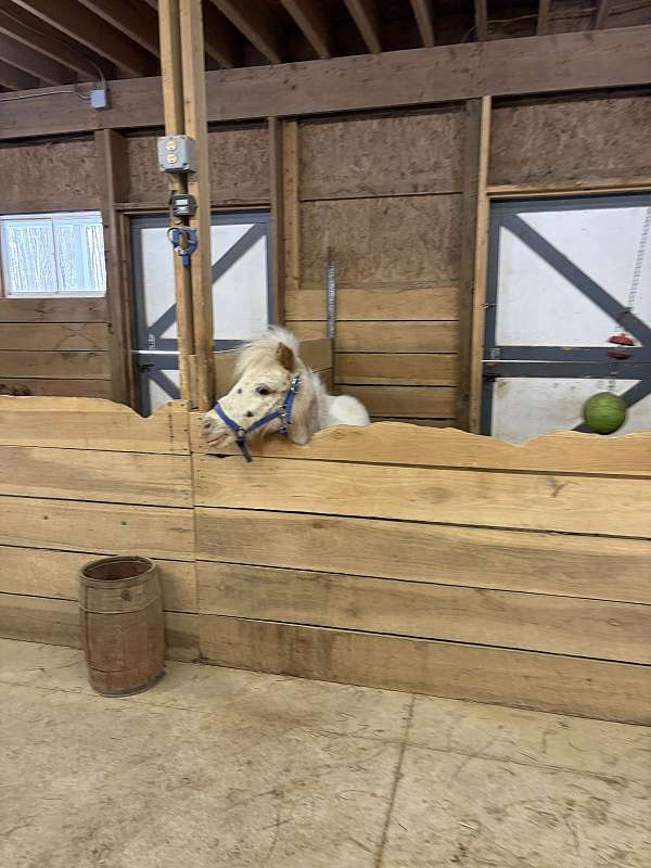 flowing-miniature-horse