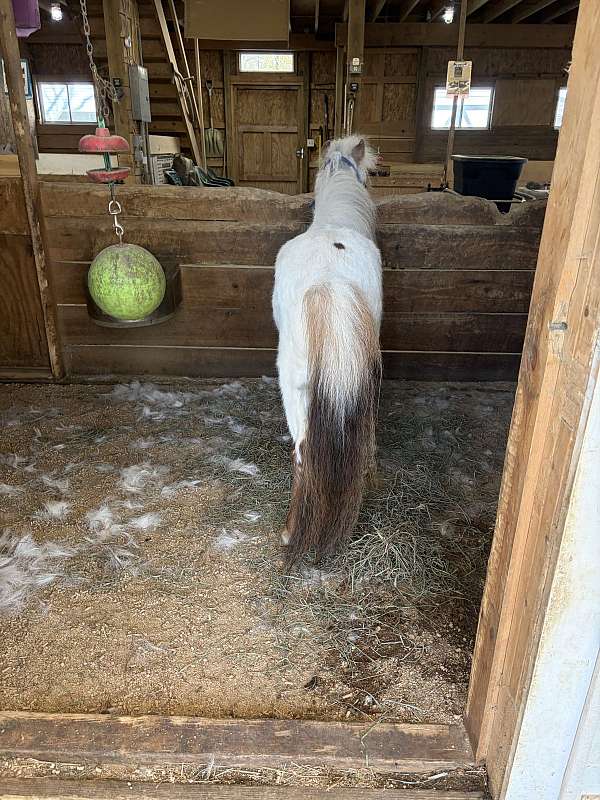 friendly-personality-miniature-horse