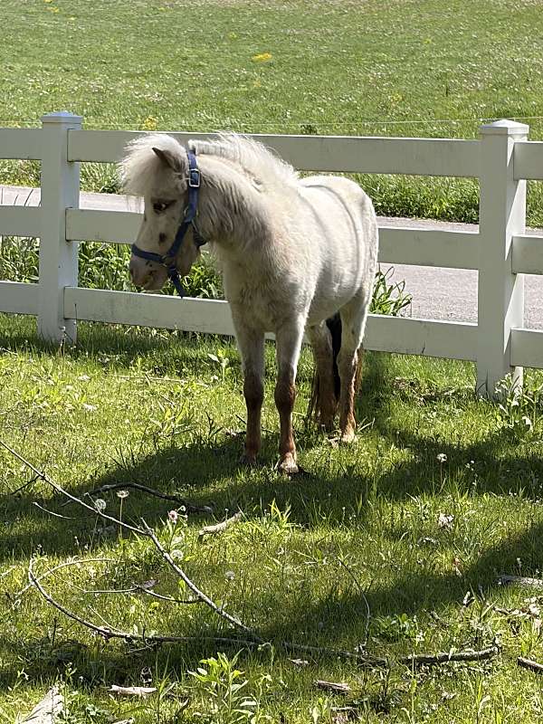 special-boy-miniature-horse