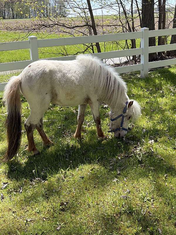up-to-date-on-all-miniature-horse