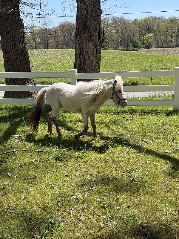 presence-miniature-horse