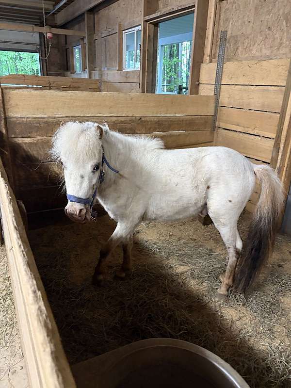 date-stallion