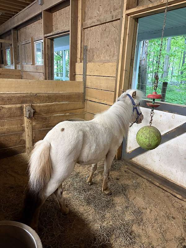 compact-stallion