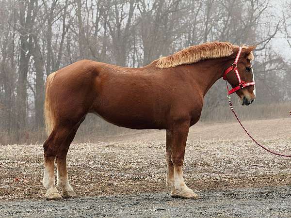 chestnut-belgian-mare