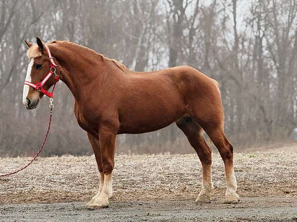 chestnut-mare-for-sale