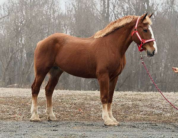 17-hand-belgian-mare