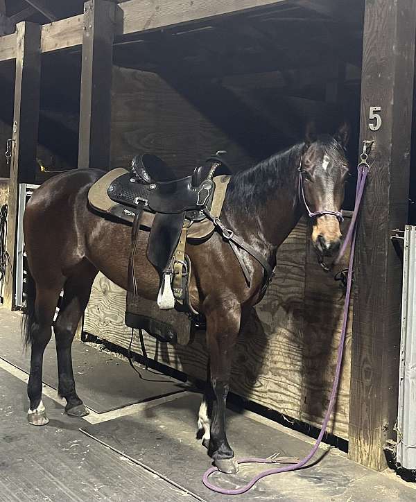 brown-all-around-horse