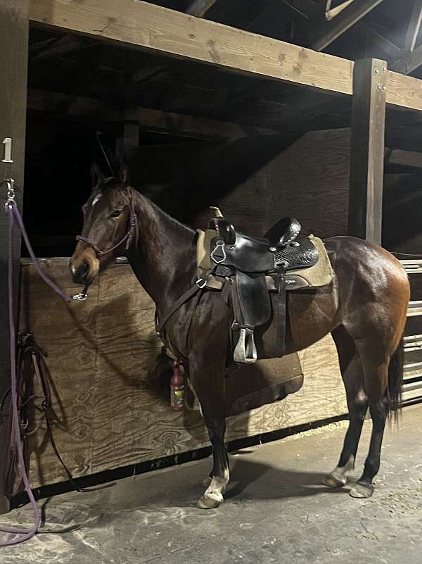 all-around-filly