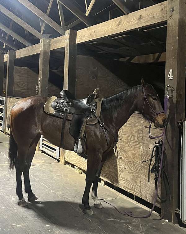 brown-aqha-filly