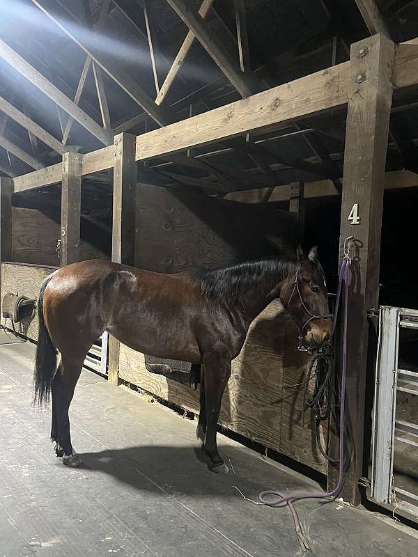 all-around-horse