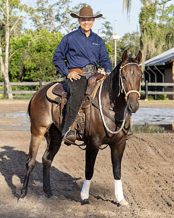 all-around-quarter-horse