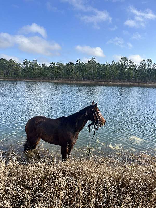 camping-filly